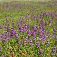 Monarda bee balm for sale  Sevierville