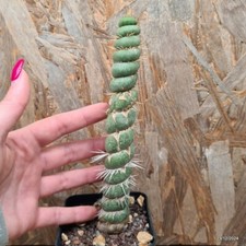 Eulychnia castanea spiralis usato  Trevi