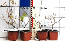 Viburnum plic watanabe gebraucht kaufen  Bad Bergzabern