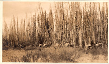Rppc mule train for sale  Long Beach