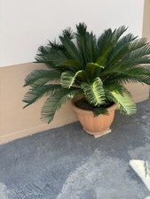 Cycas usato  Casapesenna