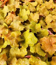 heuchera d'occasion heuchera d'occasion Expédié en Belgium