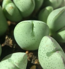 Conophytum bilobum live for sale  Seattle