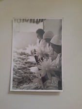1935 lavorazioni profilattici usato  Lugo