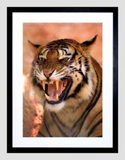 Tiger roaring teeth for sale  EDINBURGH
