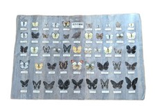 Taiwan butterfly poster for sale  Buffalo