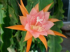 Epiphyllum orchid cactus for sale  San Jose