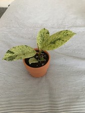 Rubber plant orange for sale Rubber plant orange for sale  LONDON