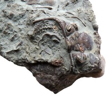 British trilobite dalmanites for sale  TELFORD