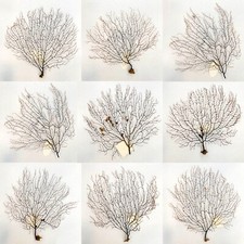 Collection nine natural for sale  Old Lyme