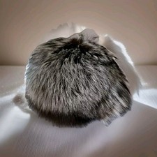 Eleganter pelzhut damen gebraucht kaufen  Linau