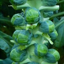 Brussels sprout brodie for sale  WITHAM
