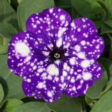 Petunia semi trailing for sale  UK