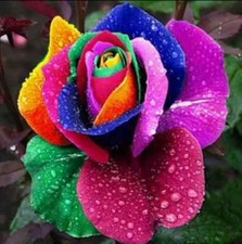 Rare multi colour for sale  BRADFORD