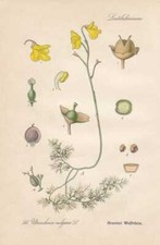 Utricularia vulgaris casque d'occasion  Expédié en France