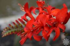 Crocosmia lucifer 100 for sale  Lynnwood