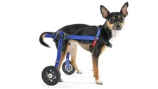 Walkin wheels dog for sale  Helendale