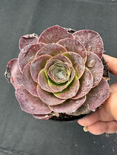 Fs55 aeonium greenovia for sale  Ireland