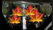 Komplettes growbox set gebraucht kaufen  Hamburg