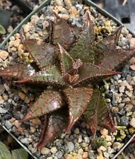 Haworthia koelmaniorum tessala for sale  Encinitas