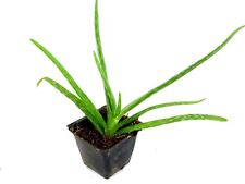 Potted aloe vera for sale  Sheridan