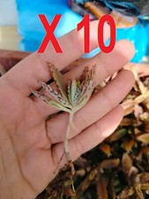 Kalanchoe daigremontiana piant usato  San Giorgio a Cremano