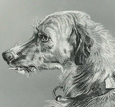 Head deerhound landseer for sale  BOURNE END