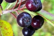 Seeds purple chokeberry for sale  Heath