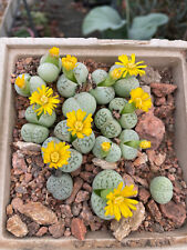 Dinteranthus vanzylii emerald d'occasion  Toulouse-