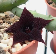 Stelo radicato huernia usato  Giugliano in Campania
