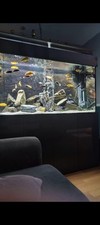 Custom made large for sale  KETTERING