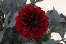 Dahlia meena aruna for sale  SPALDING