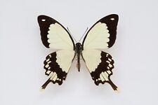 Papilio dardanus kenia gebraucht kaufen  Kerben, Rüber, Lonnig
