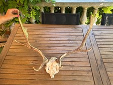 Trophée élan authentique d'occasion  Mougins