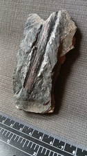 Fougère fossile saône d'occasion  Régny