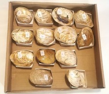 Polished fossil clam for sale  MARKET RASEN