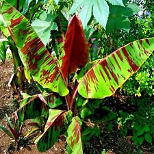 Red tiger darjeeling for sale  Lincolnton