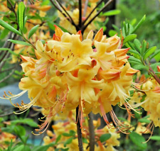 Rhododendron florida flame for sale  NORTHWICH