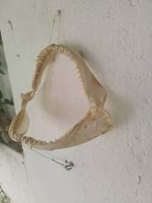 Haifisch gebiss vom gebraucht kaufen  Köln