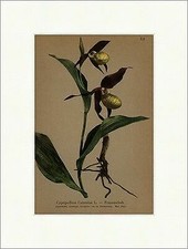 Frauenschuh cypripedium calceo gebraucht kaufen  Grabenstätt