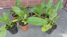 Horseradish plants cm for sale  WISBECH