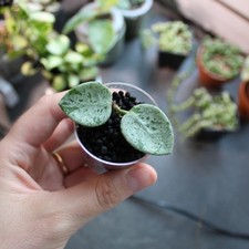Hoya mathilde silver usato  Pavia