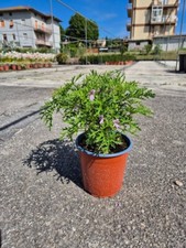 Pelargonium citrosum geranio usato  Monsampolo del Tronto