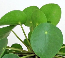 Chinese money plant for sale  Valley Stream