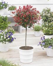 Red robin photinia for sale  NORTHWICH