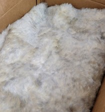 Gray tipped white for sale  Ocean Shores