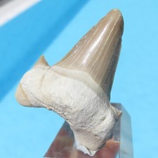 dente squalo fossile marocco usato dente squalo fossile marocco usato Venegono Superiore