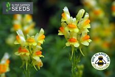 Yellow common toadflax for sale  CARNFORTH
