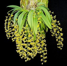 orchid plants for sale  LONDON