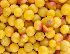 Lot noyaux mirabelle d'occasion  Objat